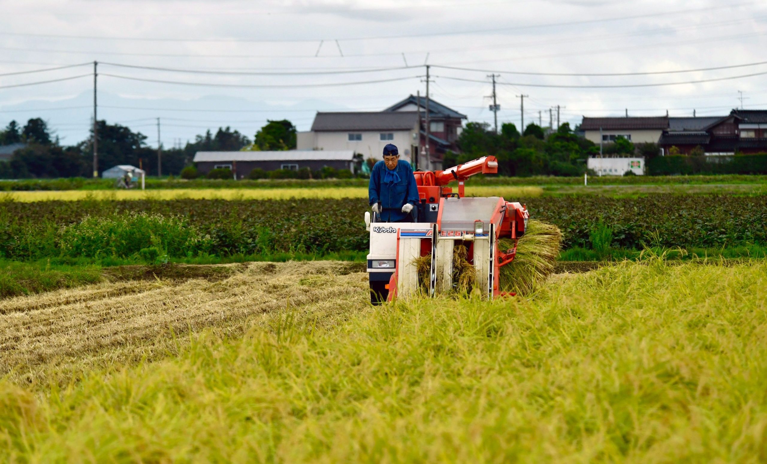 日本糧食自給率37%創新低，超市貨架上的白米價格與供應現況